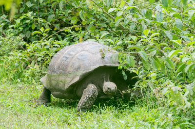 Giant Turtle