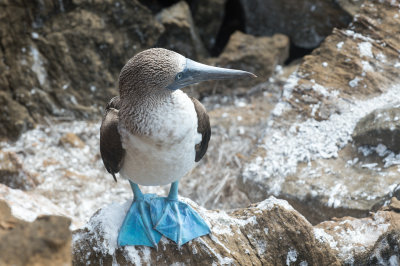 galapagos_2018