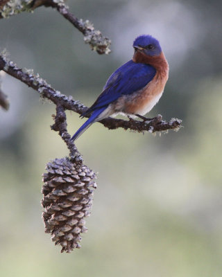 Eastern Bluebird