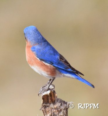 36   Eastern Bluebird Mason Neck 2017.jpg