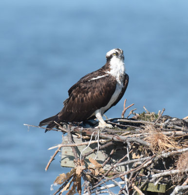 1228 Osprey Leesylvania SPK 2017.jpg