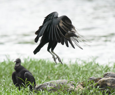 229   Black Vulture Great Falls 01-07-17.jpg