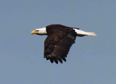 13  Bald Eagle  Mason neck  Va 05-21-11 2.jpg