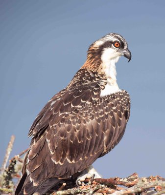 11  Osprey Piscataway 07-08-17.jpg