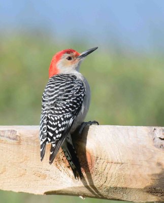 03 Red-belied Woodpecker Mason Neck 2017.jpg