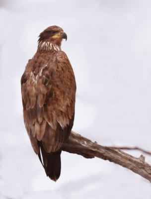 Bald Eagles