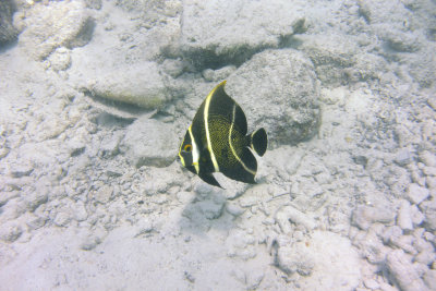 below the surface in Oranjestad harbor