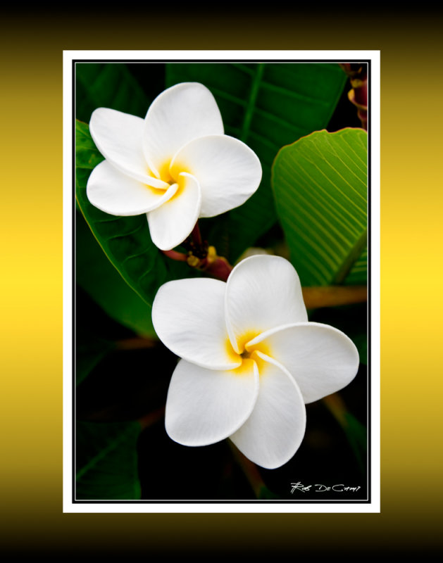 Plumeria RD-611 BC CT .jpg
