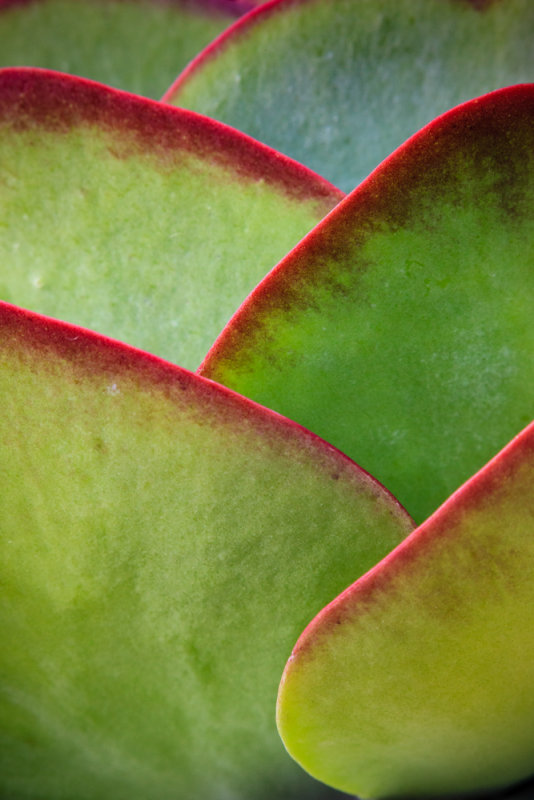 Plant RD-763 44112 .jpg