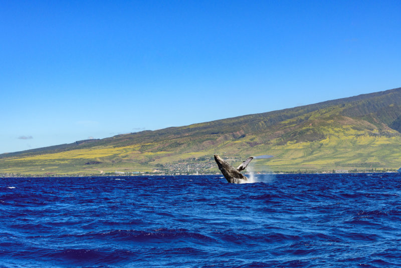 Whale_052592_.jpg