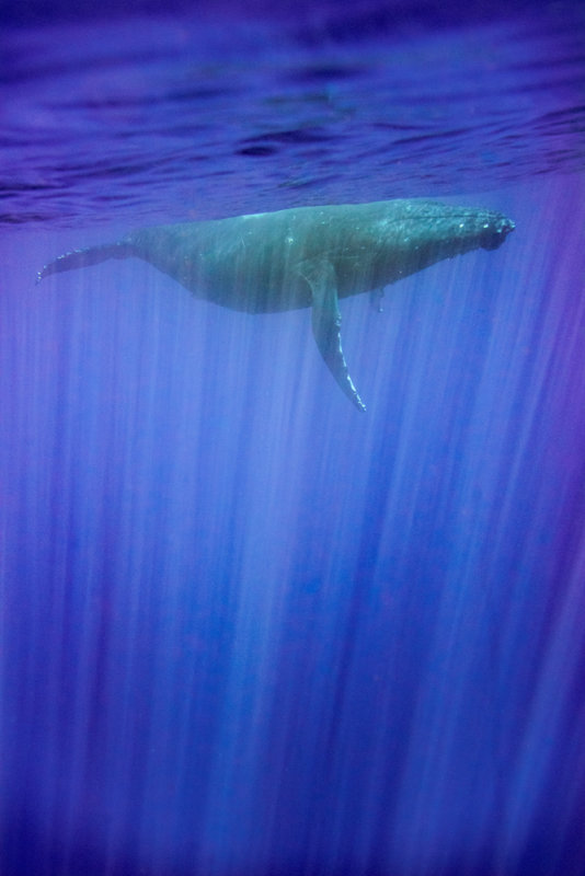Blue_Ray_RD883_053089_.jpg