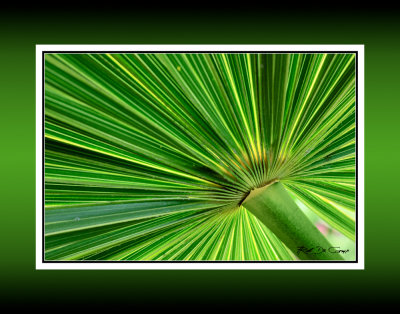 Plant RD-767 44133 BC CT .jpg
