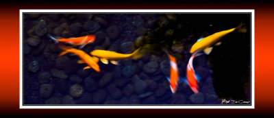 Koi RD-573 P BC CT .jpg