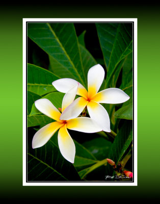 Plumeria RD-619 09275 BC CT .jpg