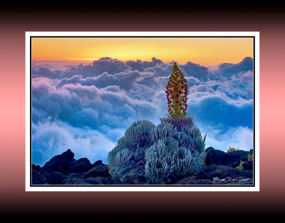 Silversword at Sunset RD-131 BC CT.jpg