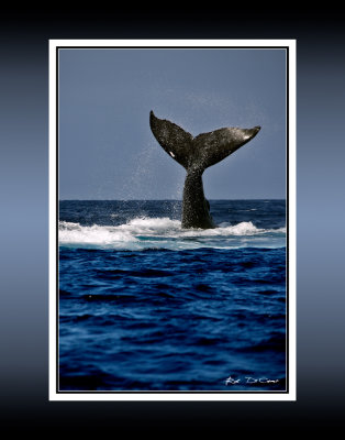 Whale Tail 1 RD-230 BC CT .jpg