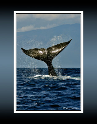 Whale Tail 3 RD-237 BC CT .jpg