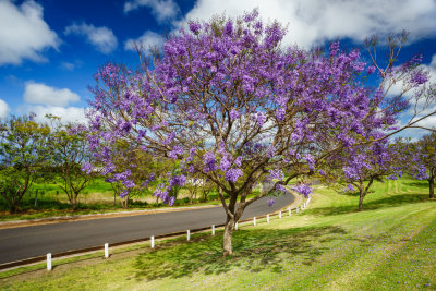 Jacaranda_50798.jpg