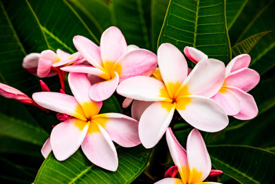 Plumeria_46734.jpg