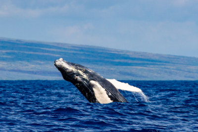 Whale_43435.jpg