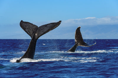 A_Tale_of_Two_Whales_RD882_052487_.jpg