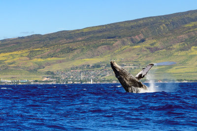 Whale_RD885_052592_crop_.jpg