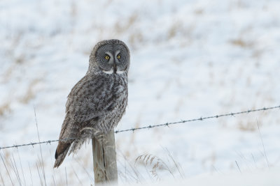 Owls ~ Strigidae