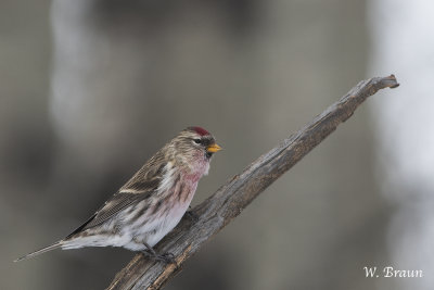 CommonRedpoll_20171127_7171.jpg