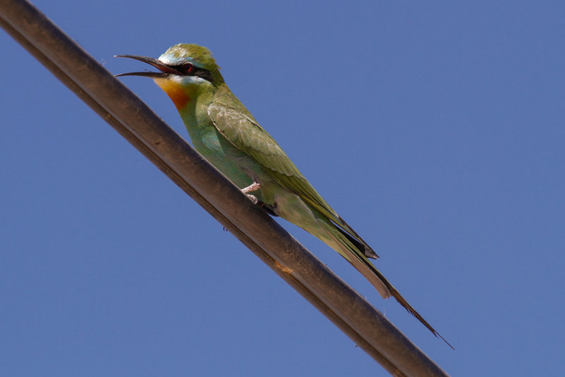 Blue-cheeked Bee-eater-2599.jpg