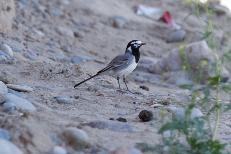 Moroccan Wagtail, Rissani, 1 April 2015-2469.jpg