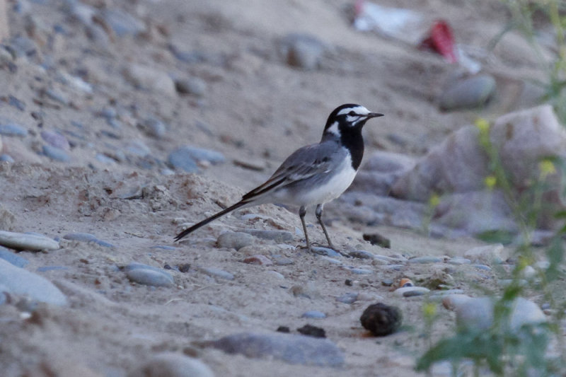 Moroccan Wagtail, Rissani, 1 April 2015-2470.jpg