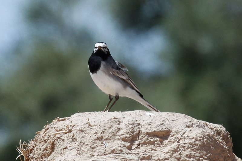 Moroccan Wagtail, Rissani, 1 April 2015-2491.jpg