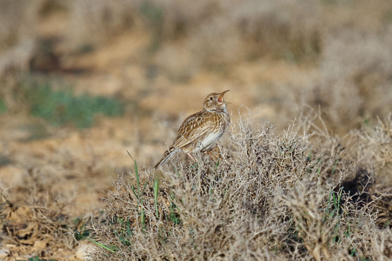 Duponts Lark, near Zaida, 2 April 2015, low res-2716.jpg