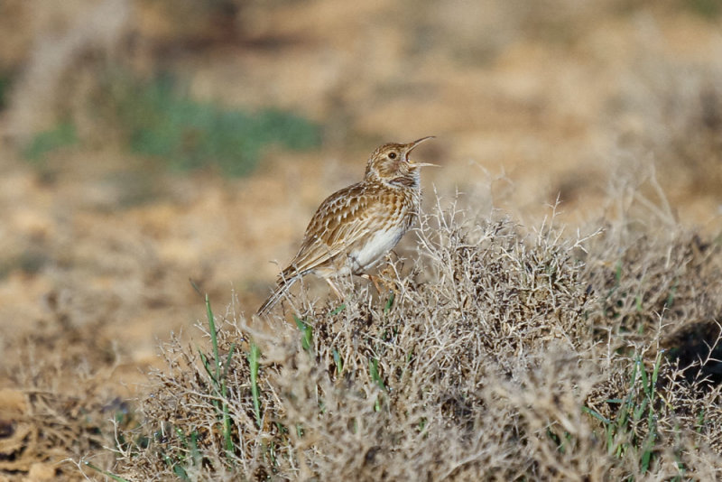 Duponts Lark, near Zaida, 2 April 2015, low res-2745.jpg