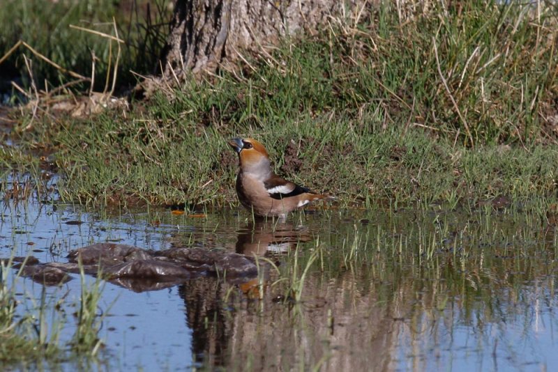 Hawfinch, Lac Aoua, 2 April 2015-3400.jpg