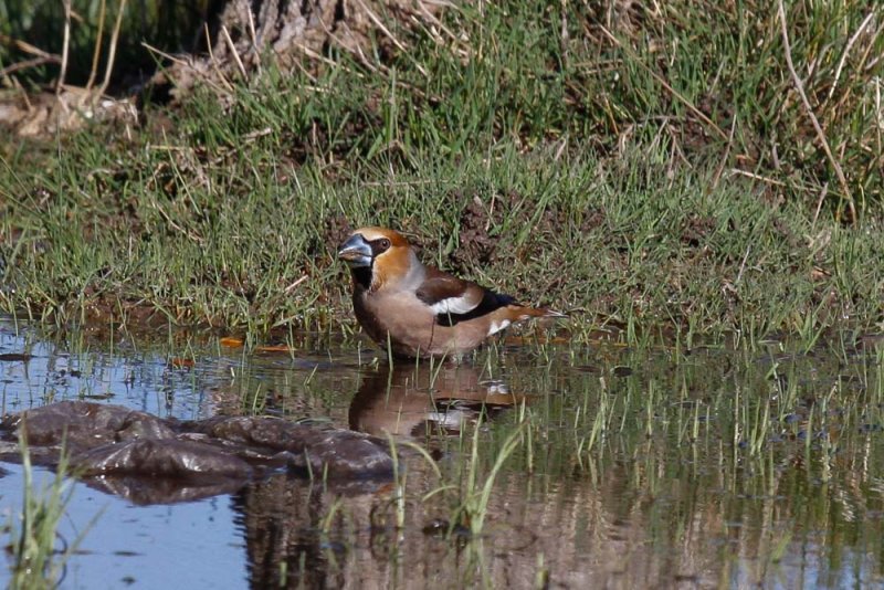 Hawfinch, Lac Aoua, 2 April 2015-3404.jpg