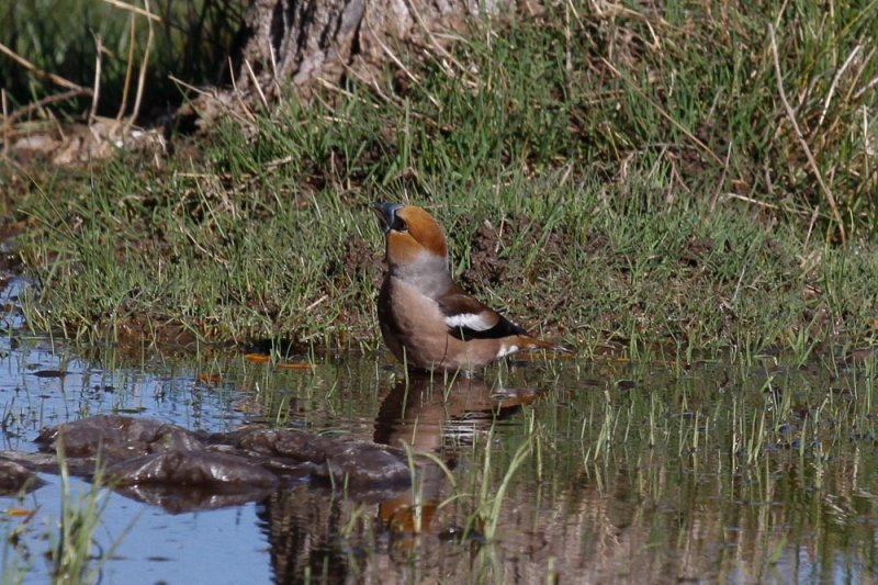 Hawfinch, Lac Aoua, 2 April 2015-3407.jpg
