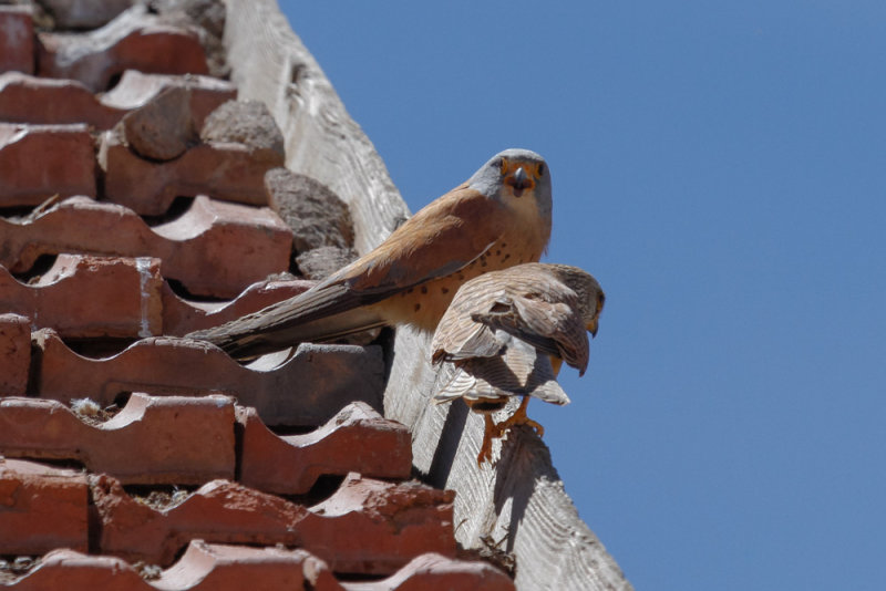 Lesser Kestrel, Timahdite, 2 April 2015-3315.jpg