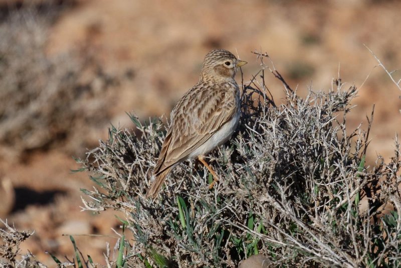 Lesser Short-toed Lark, near Zaida, 2 April 2015, low res-2792.jpg