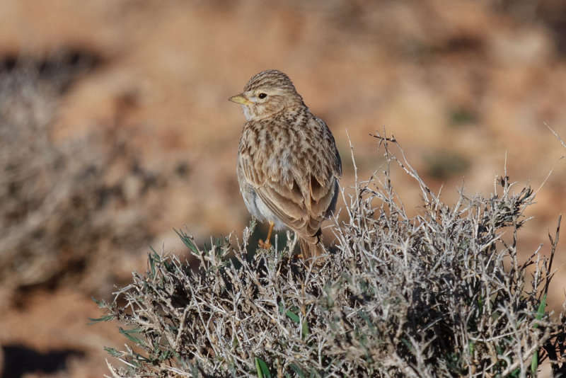 Lesser Short-toed Lark, near Zaida, 2 April 2015, low res-2802.jpg