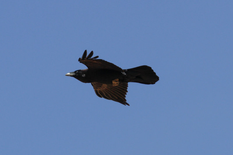 Raven, Atlas Mountains, 2 April 2015, low res-2875.jpg
