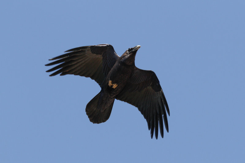 Raven, Atlas Mountains, 2 April 2015, low res-2883.jpg