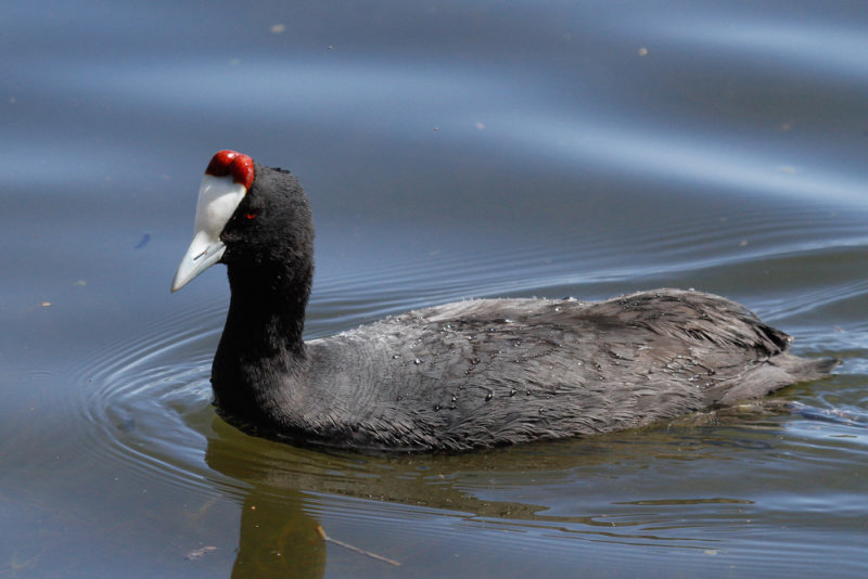 Red-knobbed Coot, Lac Aoua,  2 April 2015, low res-3381.jpg