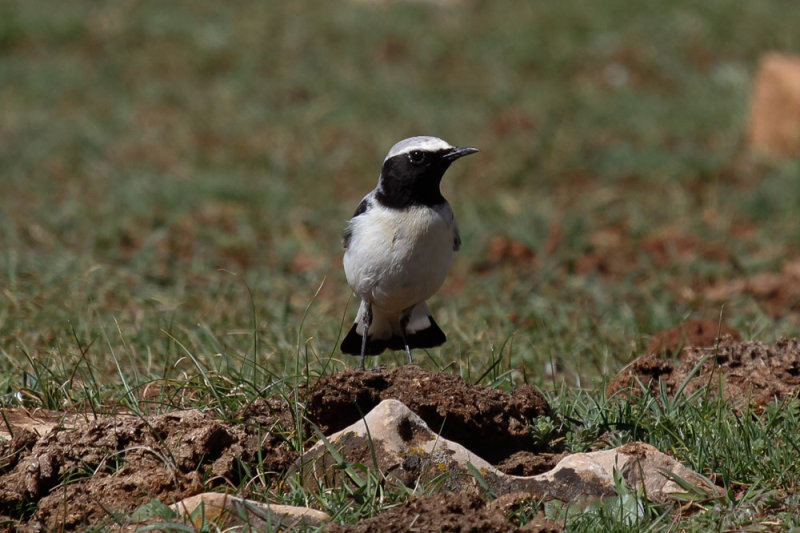 Seebohms Wheatear, Atlas Mountains, 2 April 2015, low res-2824.jpg