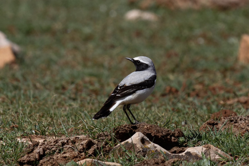 Seebohms Wheatear, Atlas Mountains, 2 April 2015, low res-2825.jpg