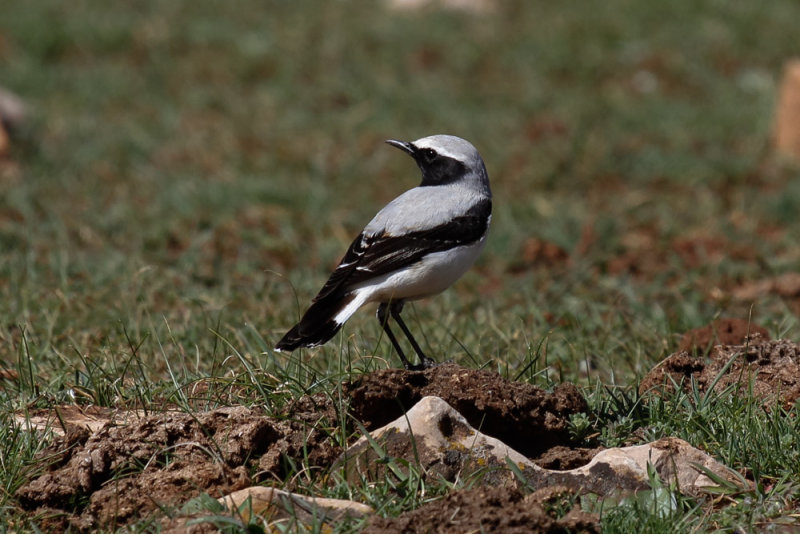 Seebohms Wheatear, Atlas Mountains, 2 April 2015, low res-2826.jpg