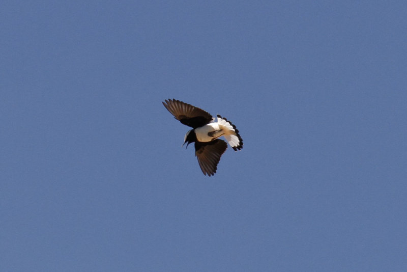 Seebohms Wheatear, Atlas Mountains, 2 April 2015, low res-2861.jpg