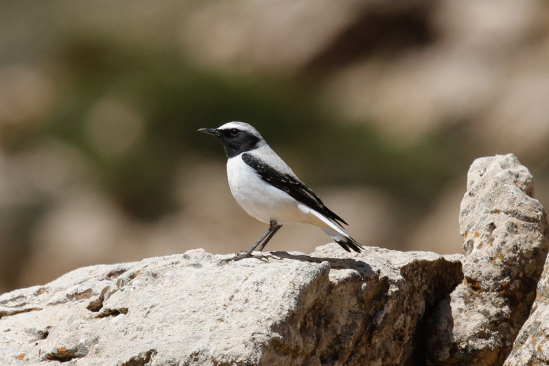 Seebohms Wheatear, Atlas Mountains, 2 April 2015, low res-2912.jpg