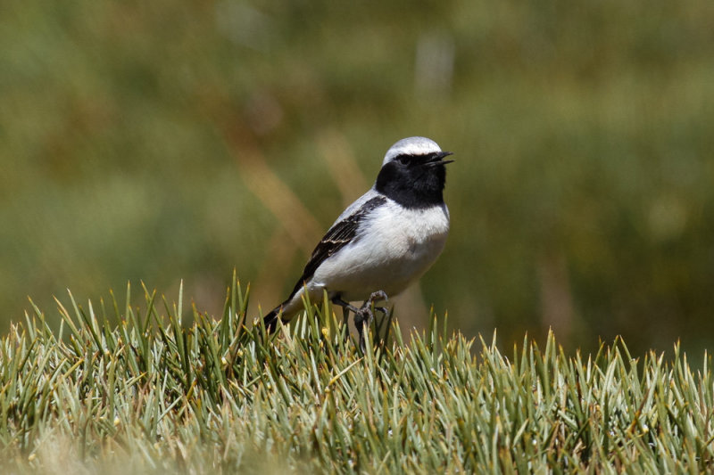 Seebohms Wheatear, Atlas Mountains, 2 April 2015, low res-2961.jpg