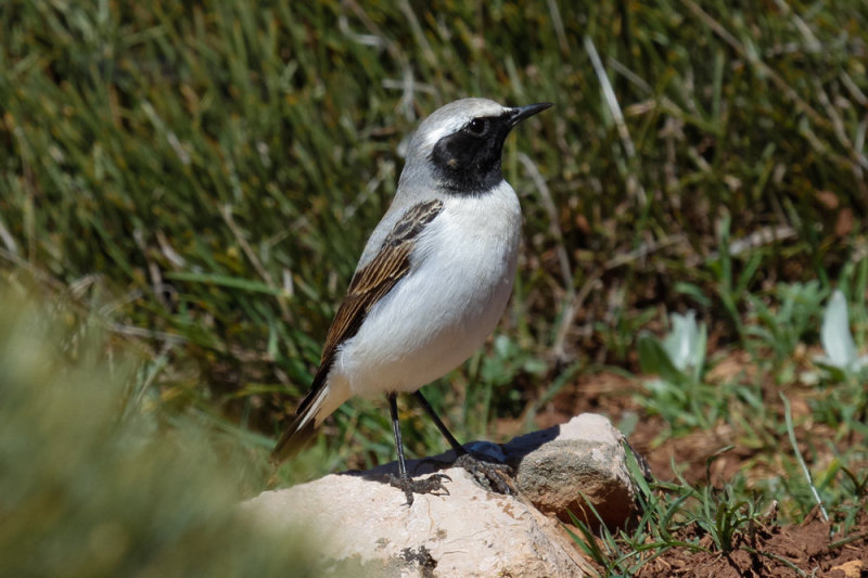 Seebohms Wheatear, Atlas Mountains, 2 April 2015, low res-2964.jpg